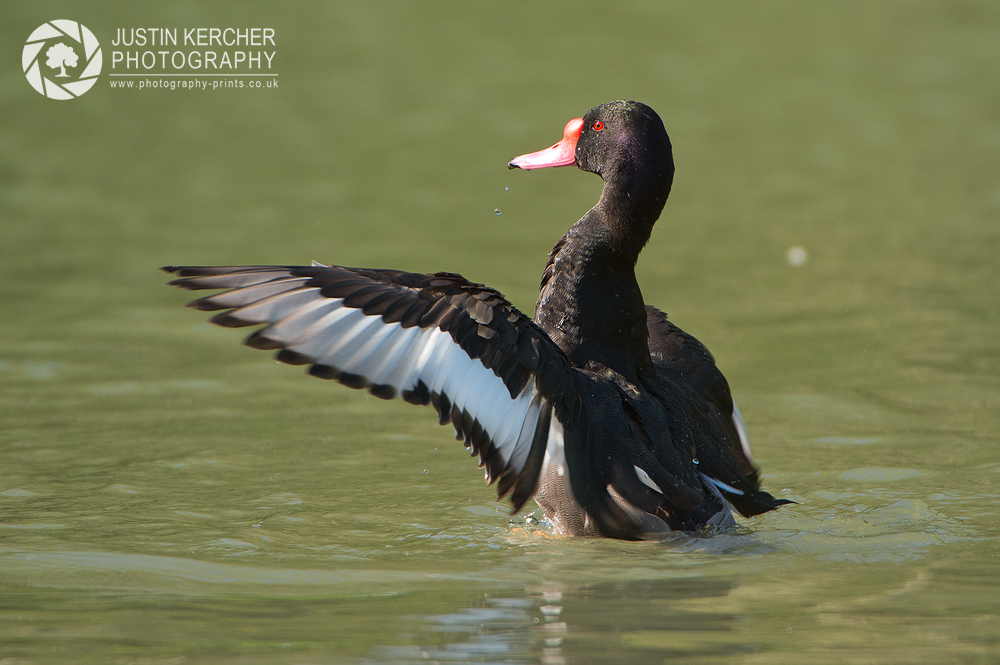 Rosy Billed Pochard Flapping