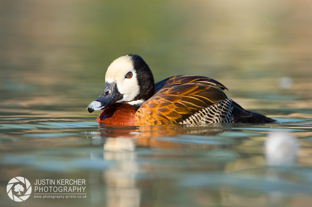 White Headed Whistling Duck