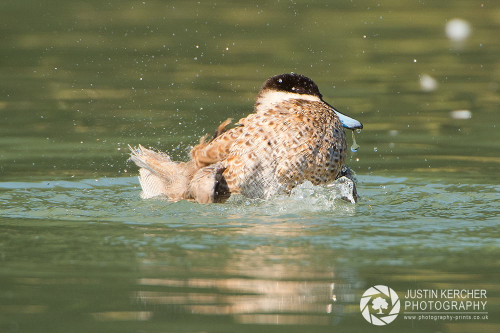 Puna Teal Washing