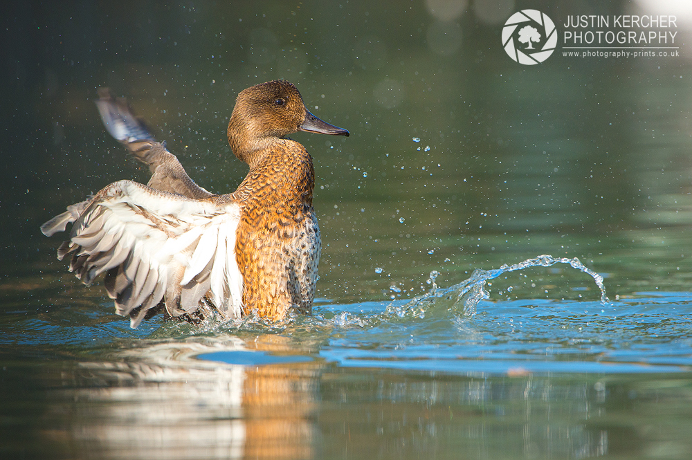 Pintail Washing