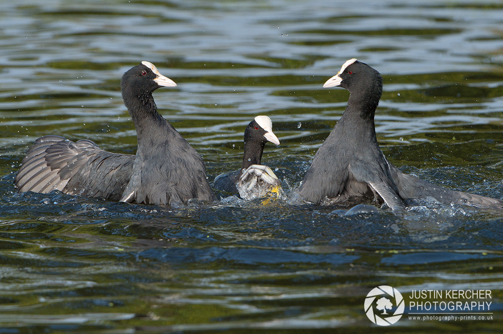 Rival Coots I