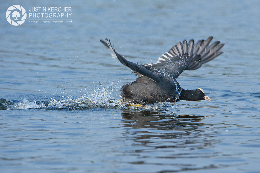 Coot Running on Water III