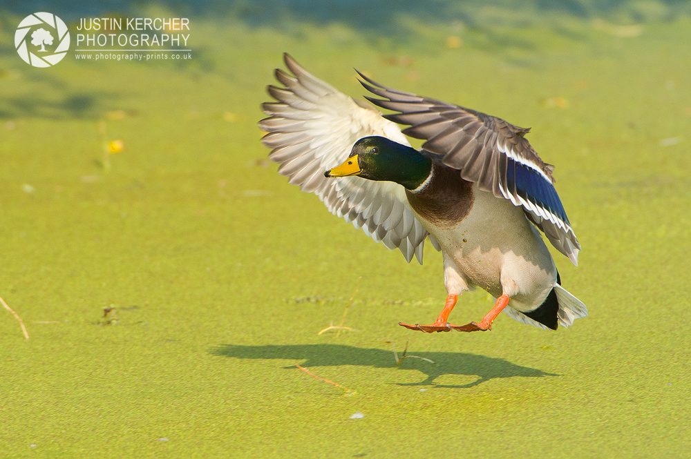 Mallard Landing