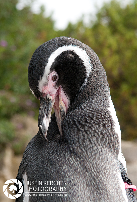 Humboldt Penguin