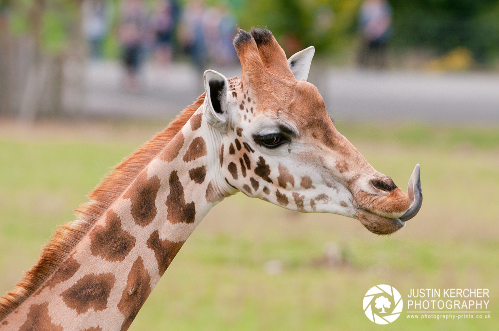Giraffe Licking Lips