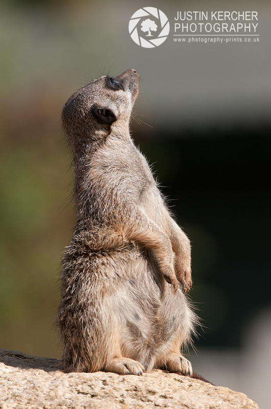 Meerkat Looking at Sky