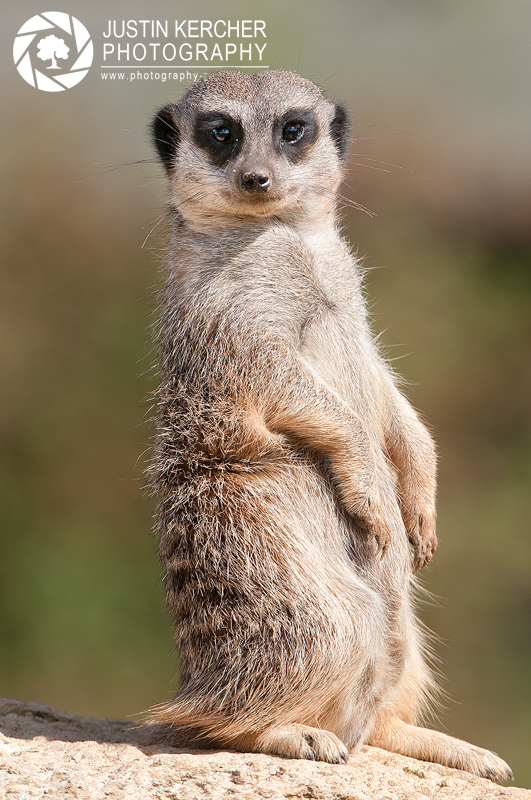 Meerkat Glance