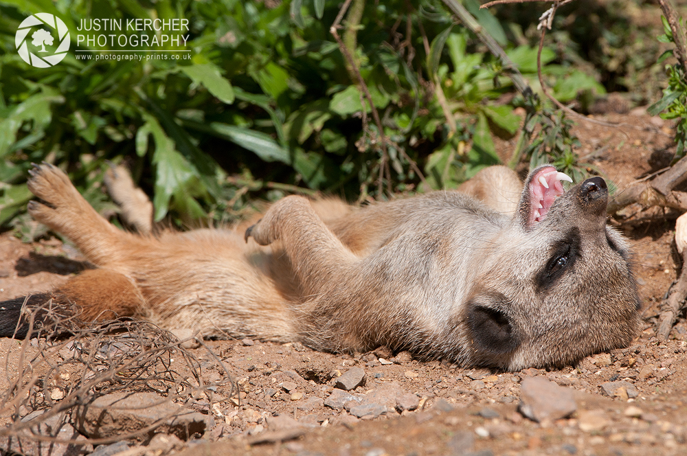 Meerkat Snarling