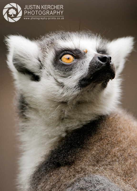 Lemur Portrait