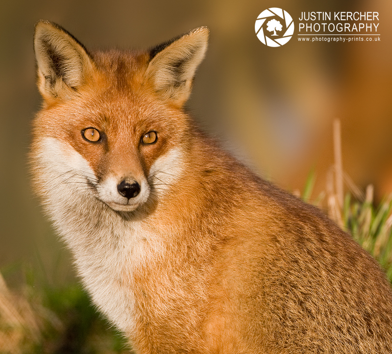 Red Fox Sitting