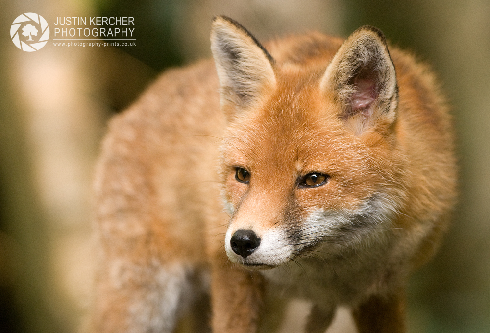 Red Fox on Alert