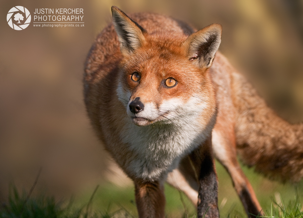 Red Fox Running
