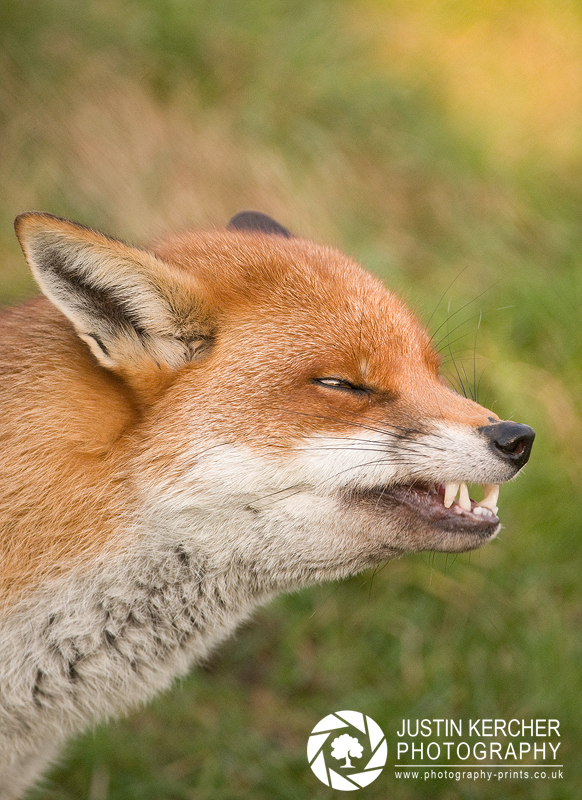 Red Fox Baring Teeth