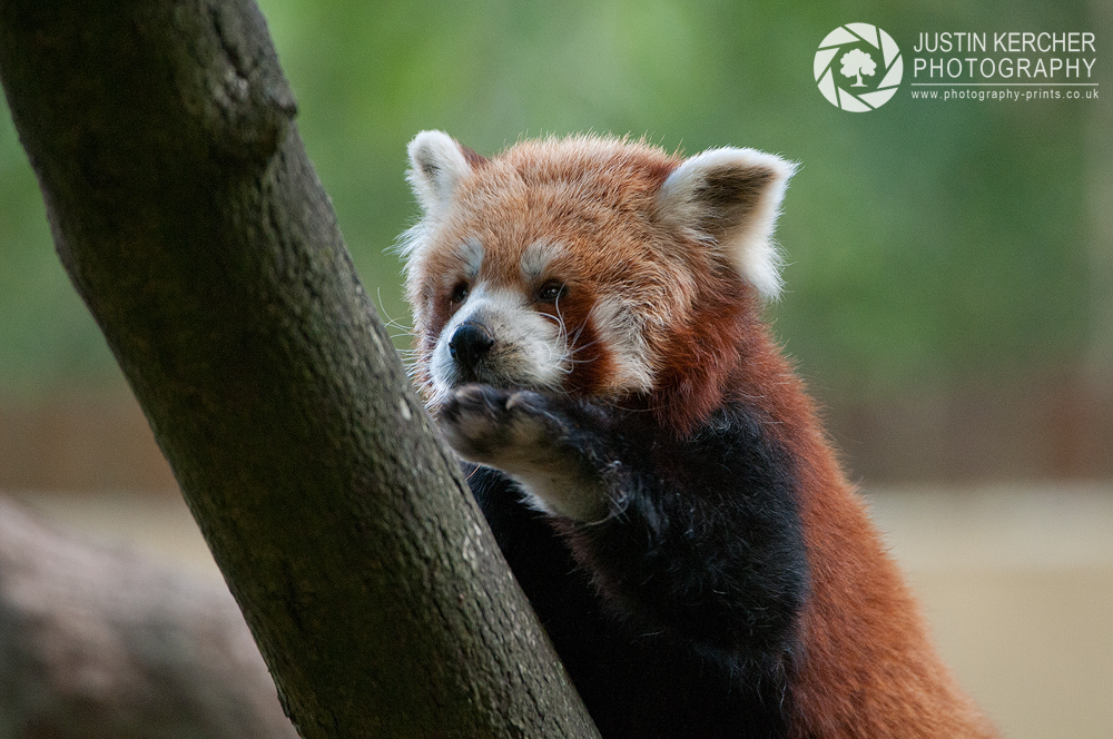 Red Panda Climbing Tree