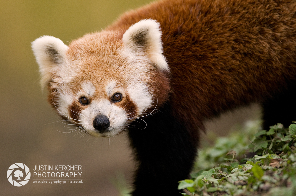 Red Panda on Rock