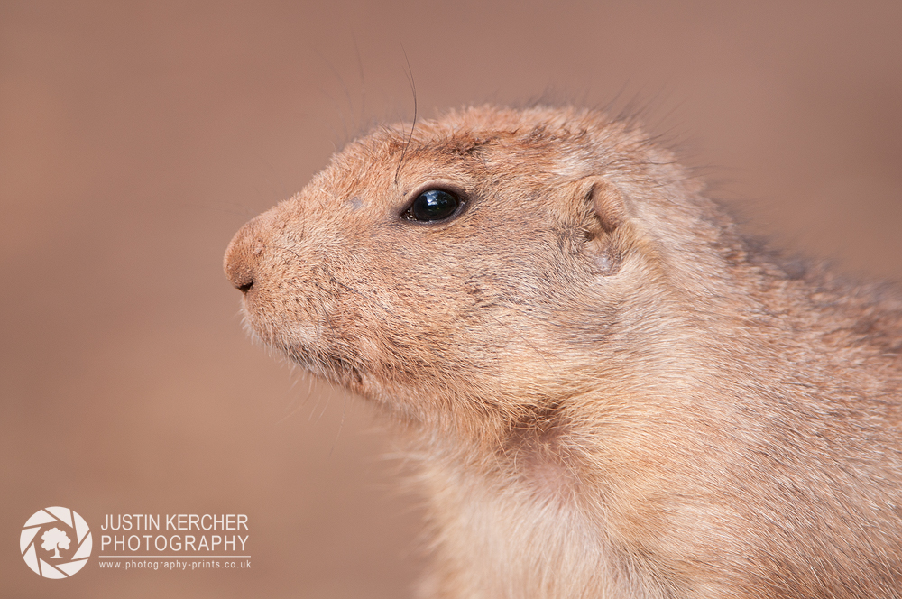 Prairie Dog