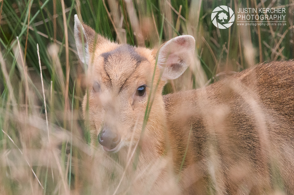 Munjac Deer