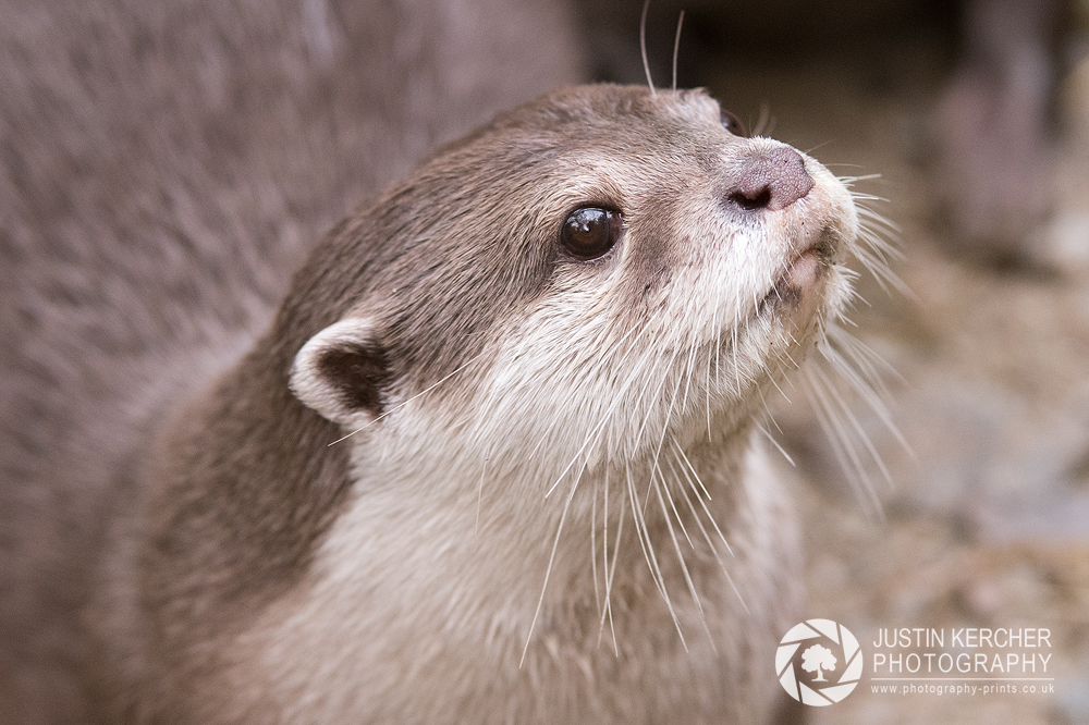 Asian Short Clawed Otter II