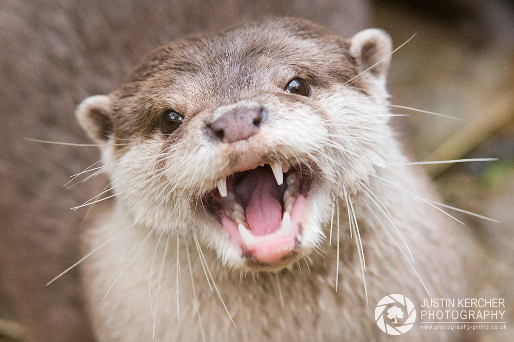 Otter Screech