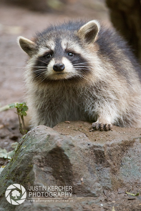 Racoon