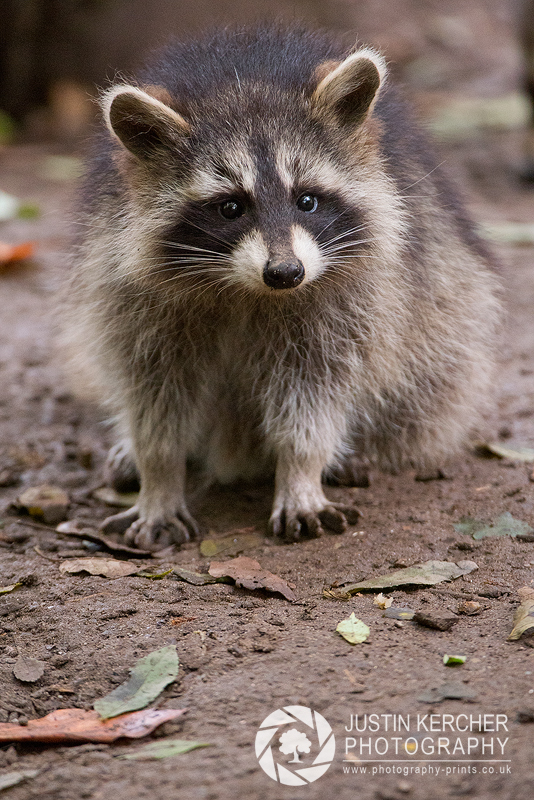 Racoon II