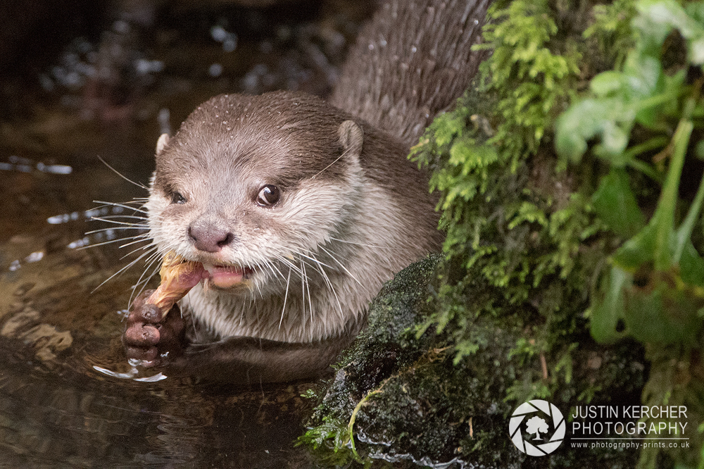 Otter Munching