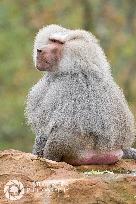 Hamadryas Baboon