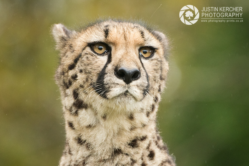 Cheetah Lookout II