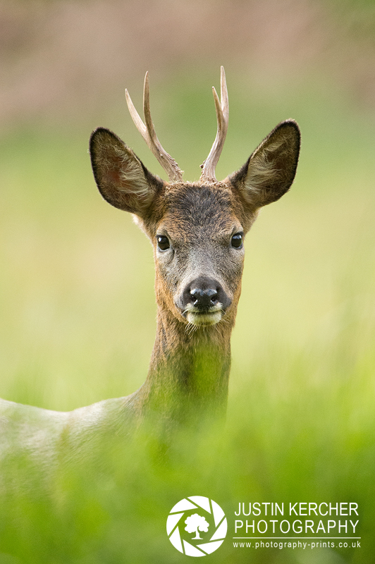 Curious Roe