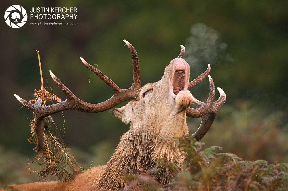 Barking Red Stag