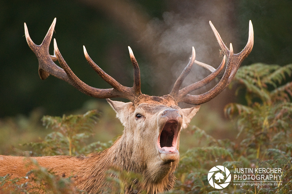 Barking Red Stag II