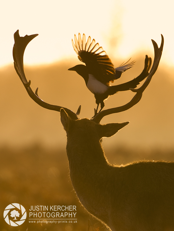 A Place to Perch