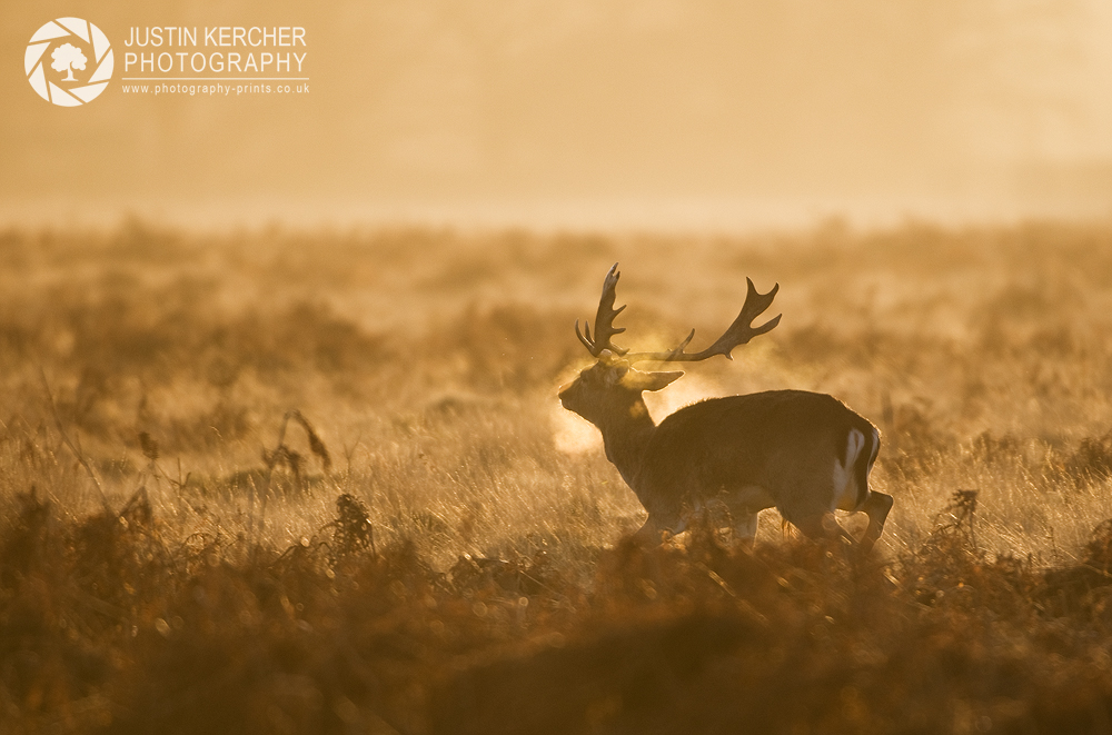 Morning Breath II