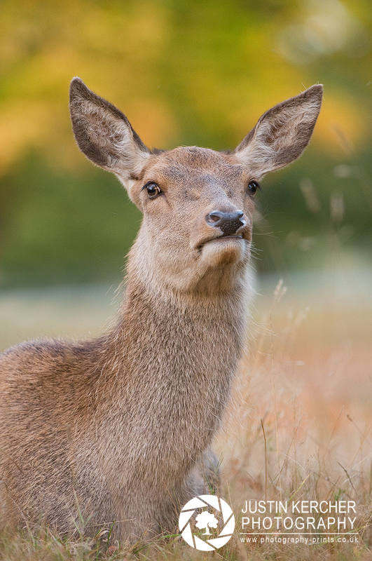Snarling Doe