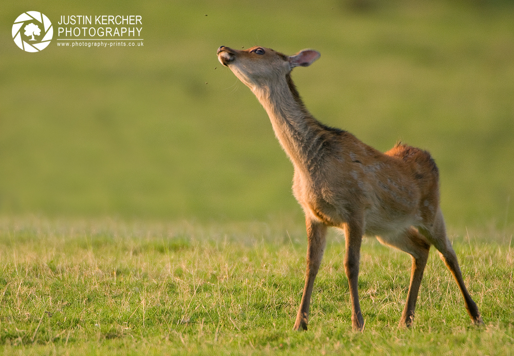 Catching Flies - Sika Deer