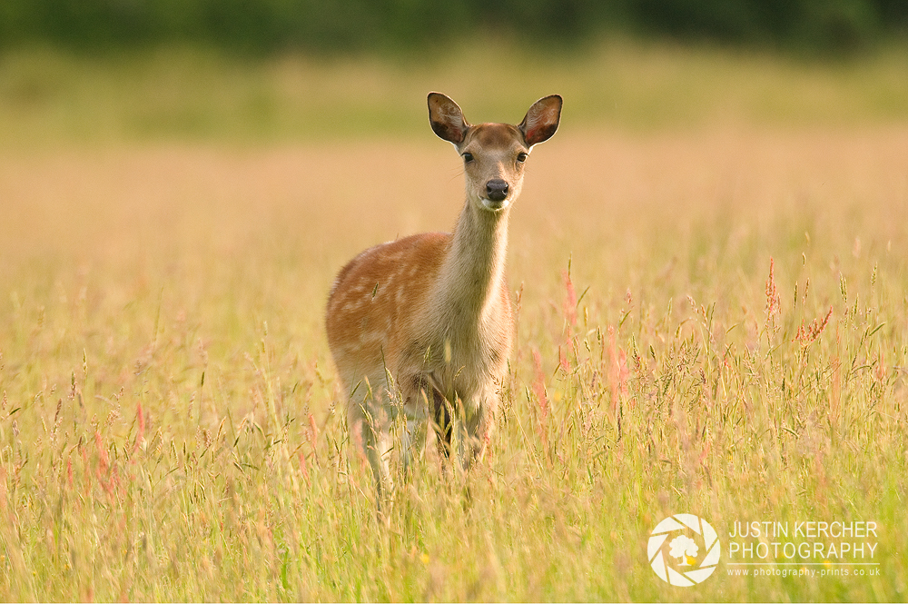 In my Field
