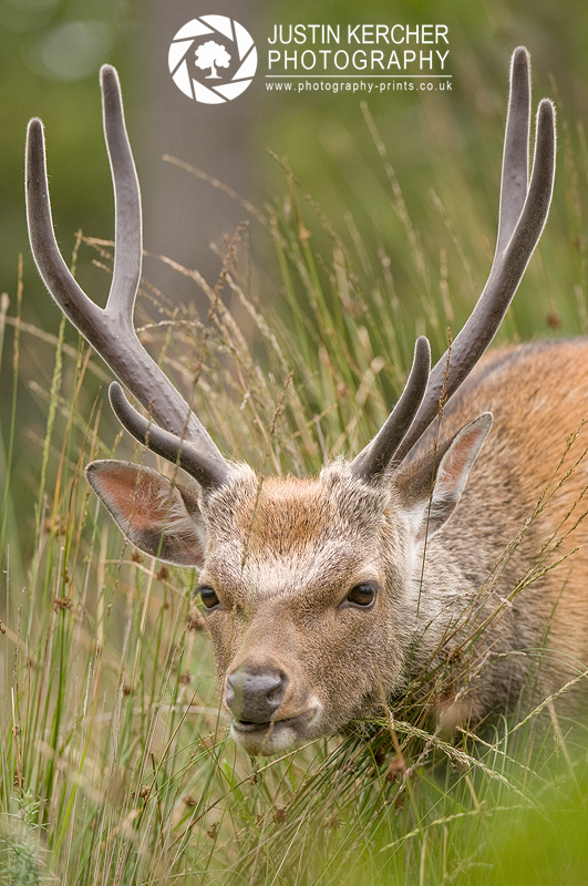Lying Low - Sika Deer