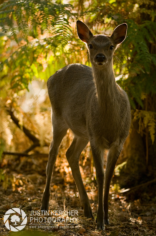 Sika Fawn