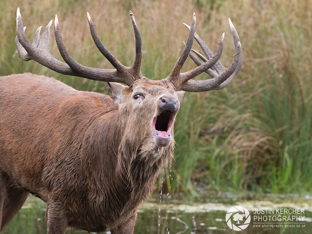 Dribbling Stag I