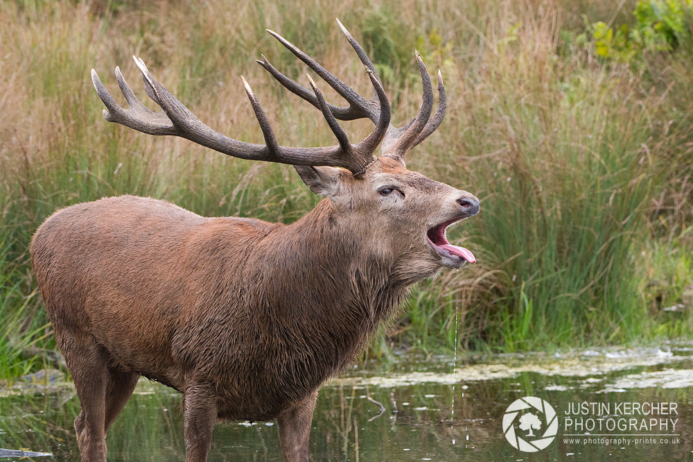 Dribbling Stag III