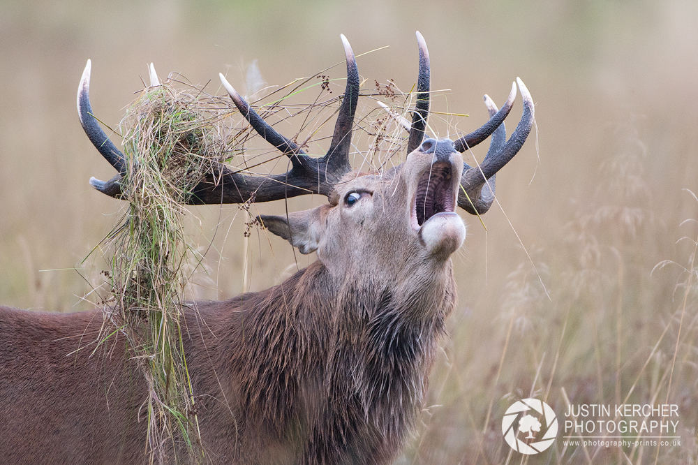 Red Deer Fashion I