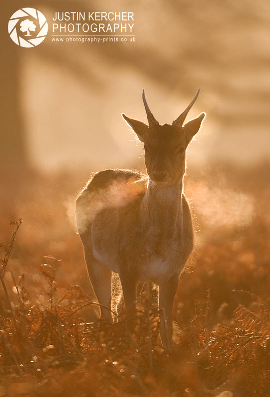 Morning Breath III