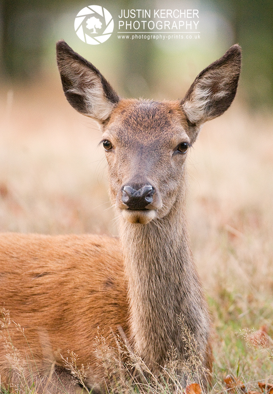 Resting Hind