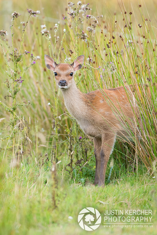 Sika Fawn