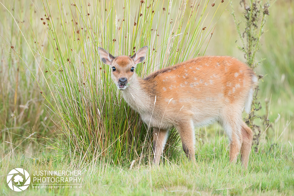 Shocked Sika Fawn