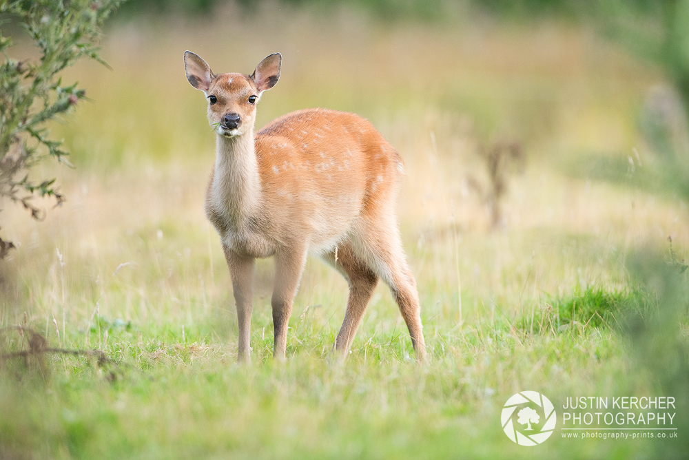 Sika Fawn Grazing