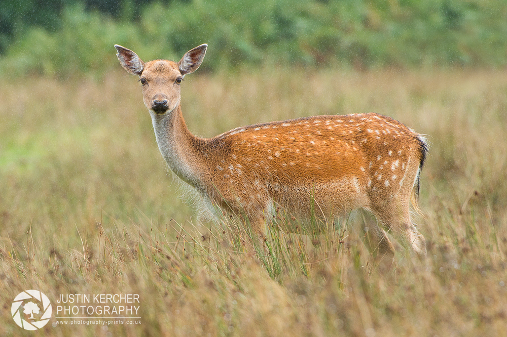 Fallow Doe in the Rain