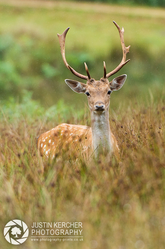 Fallow Buck in the Rain