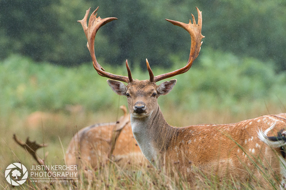 Fallow Buck in the Rain II