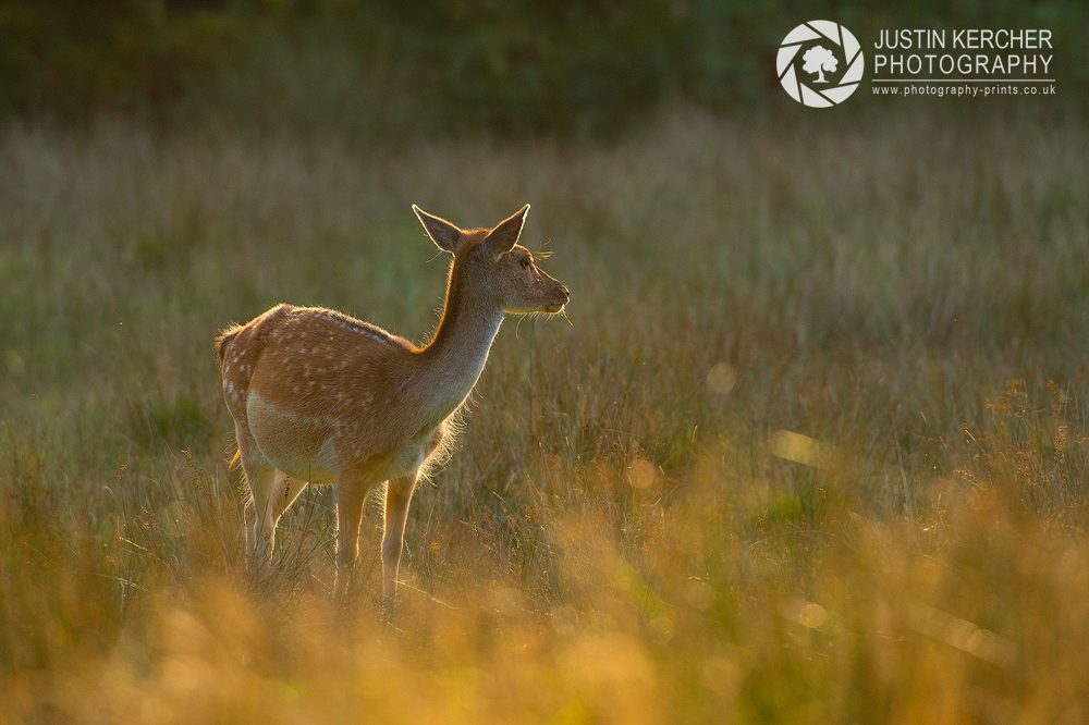 Backlit Fallow Deer